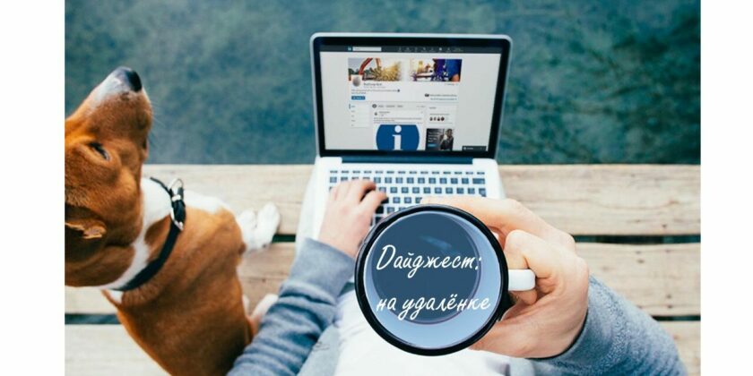 собака и ноутбук