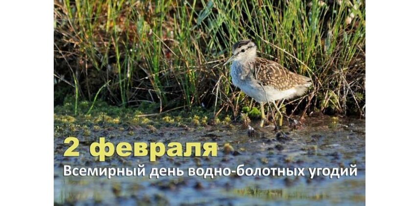 день водно-болотных угодий
