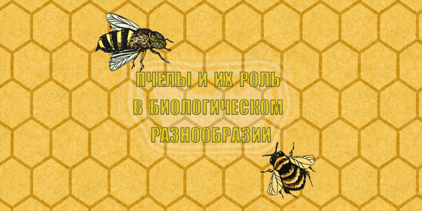 Всемирный день пчёл