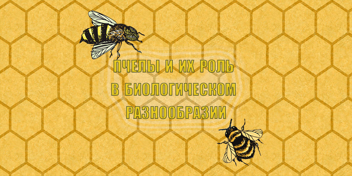 Всемирный день пчёл