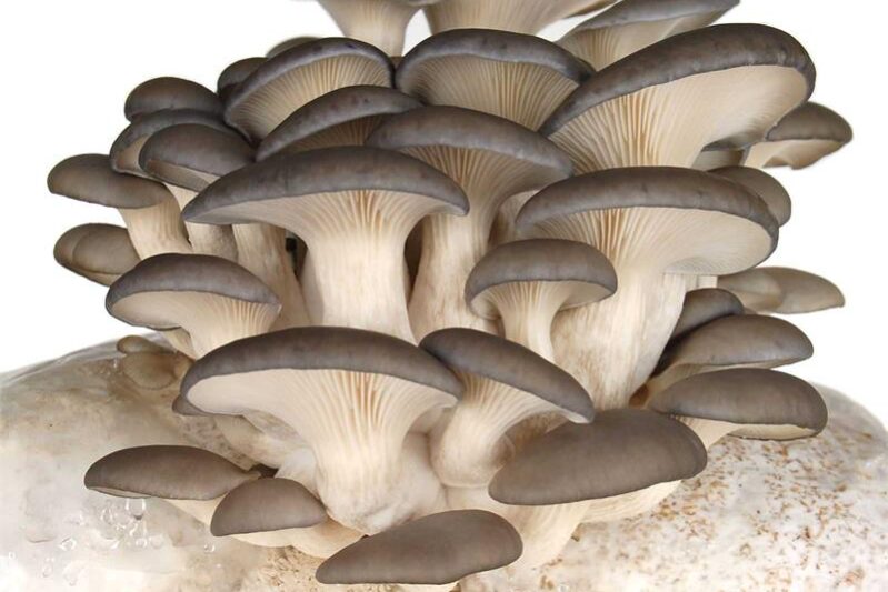 производство колбасы