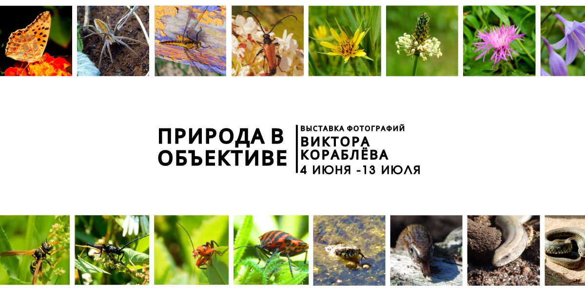 Фотовыставка В. В. Кораблёва «Природа в объективе»