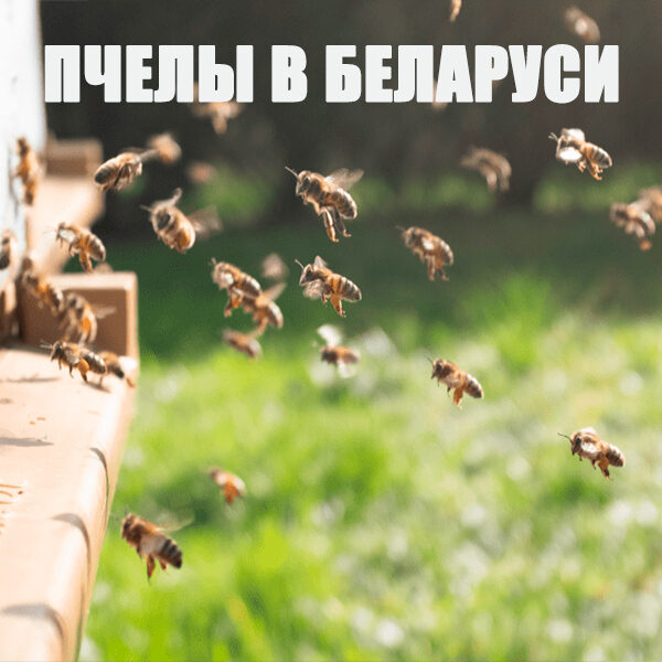 пчелы в Беларуси