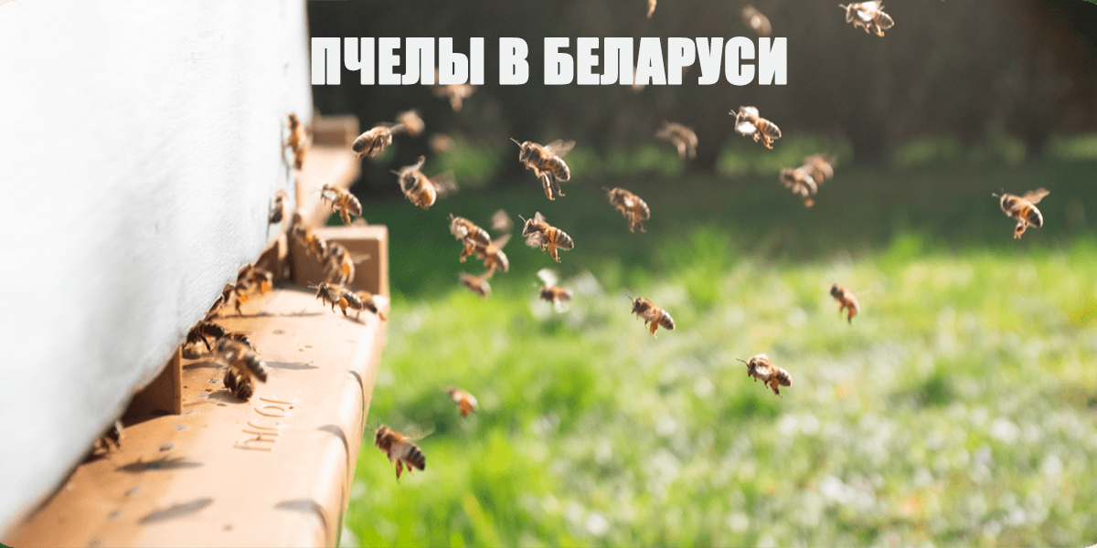 пчелы в Беларуси