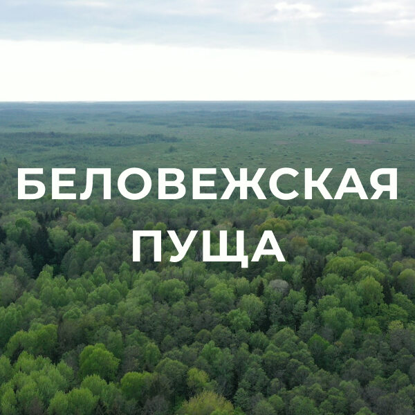 Национальный парк «Беловежская пуща»