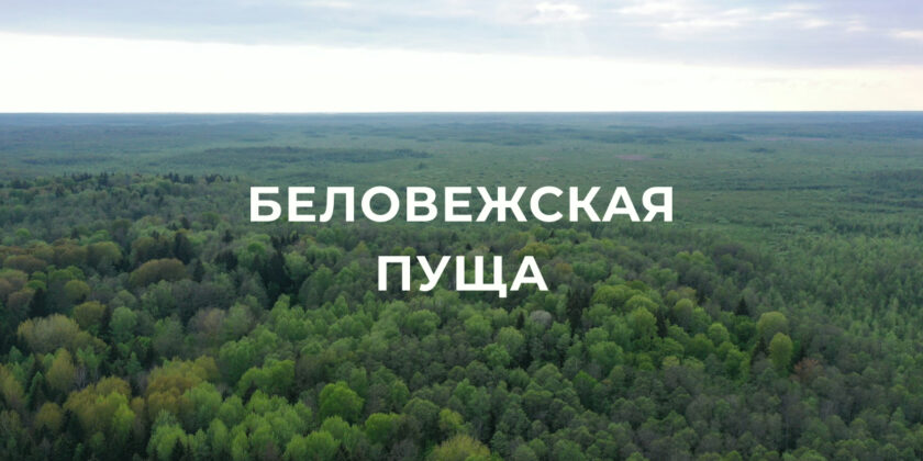 Национальный парк «Беловежская пуща»