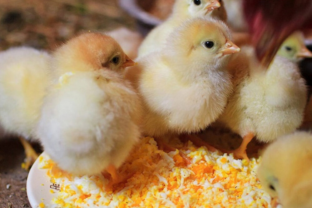 Сельскохозяйственное оборудование для животноводства и птицеводства