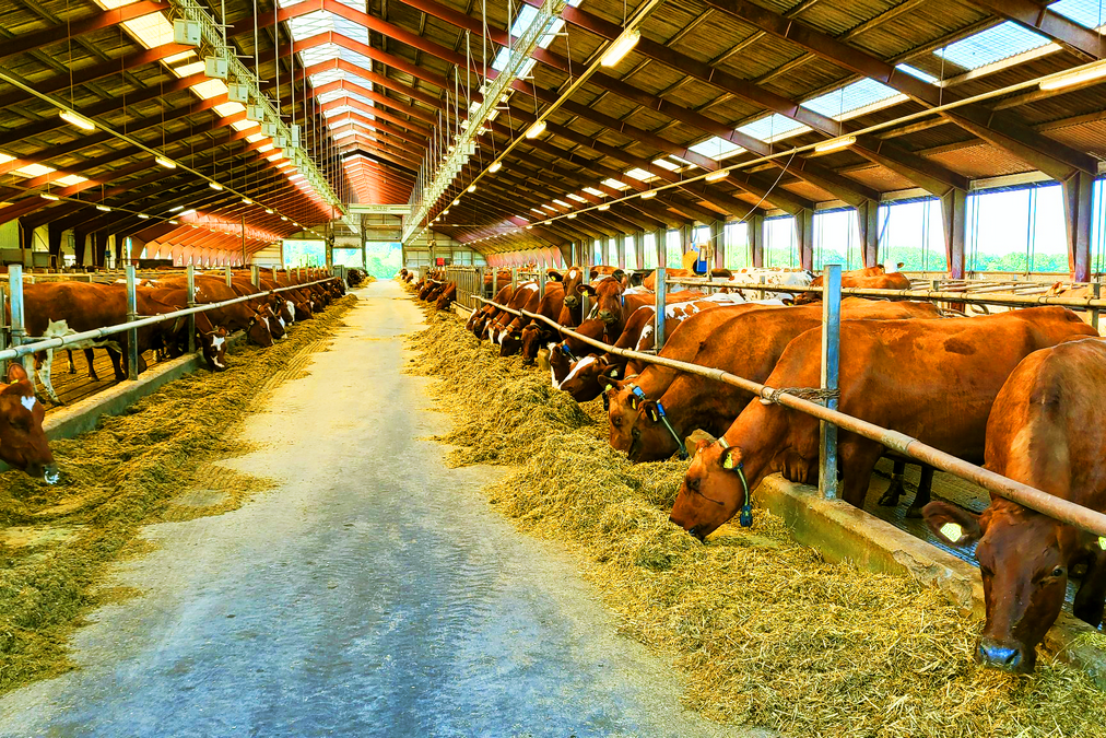 Сельскохозяйственное оборудование для животноводства и птицеводства