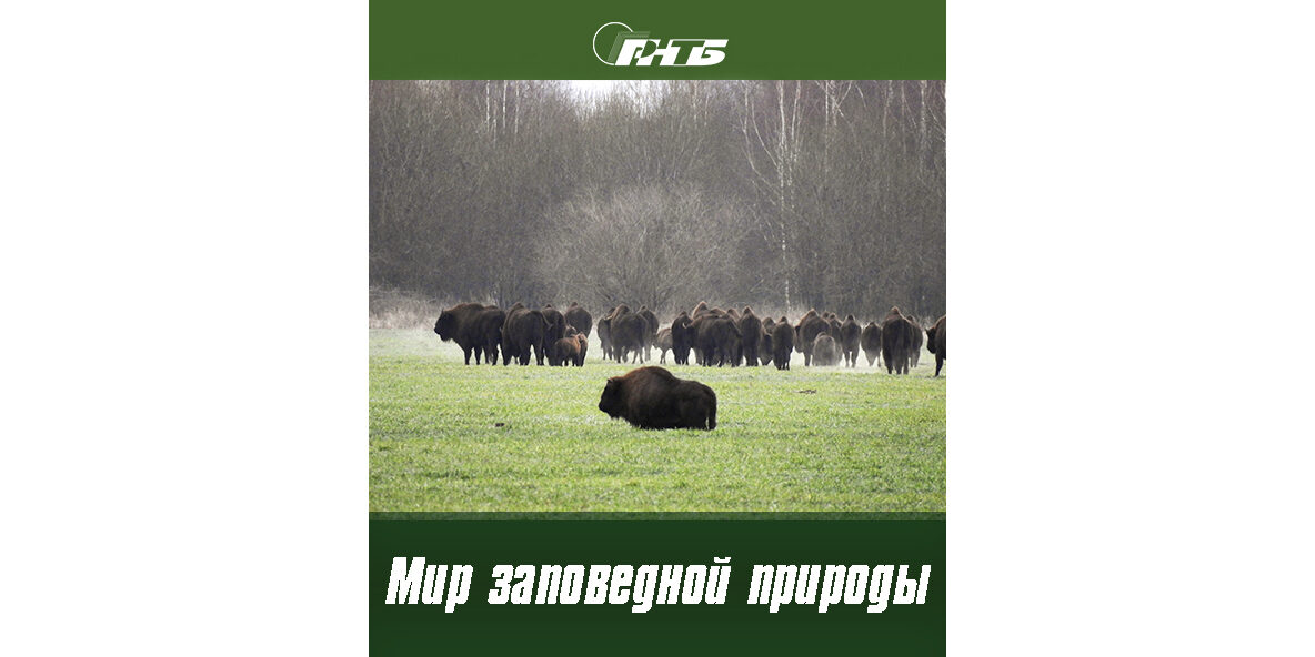 заповедники Беларуси