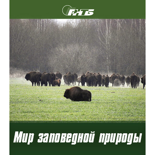 заповедники Беларуси