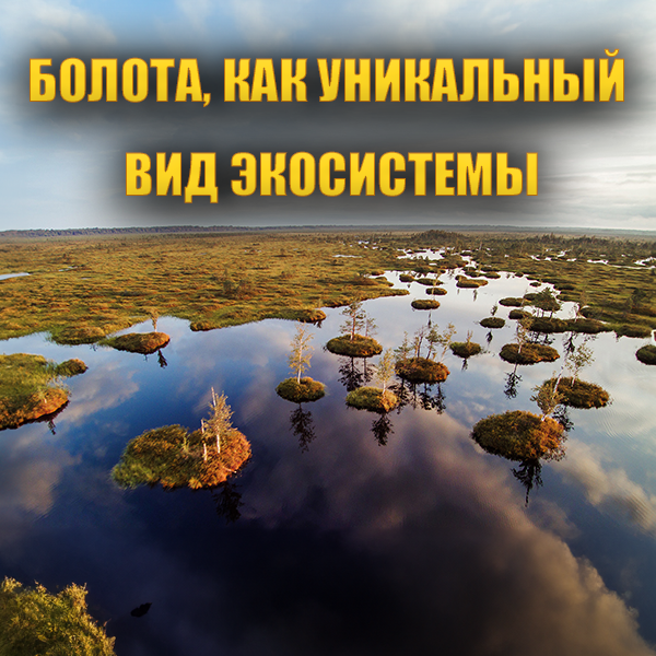 Тематическая выставка «Болота, как уникальный вид экосистемы»