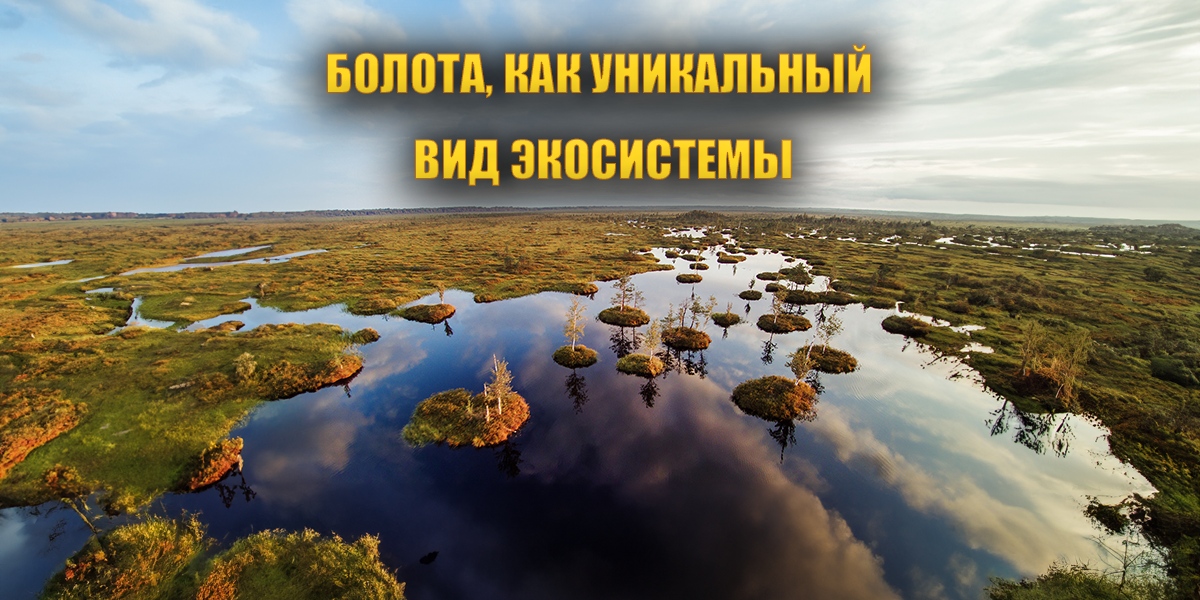 Тематическая выставка «Болота, как уникальный вид экосистемы»