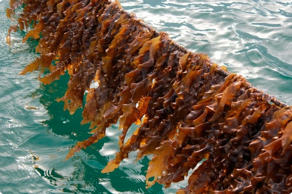 7. Перспективы фортификации мясных вареных изделий из мяса птицы бурыми водорослями