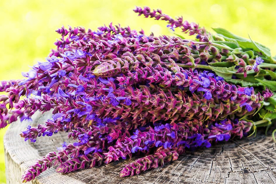 Голубев, А. А. Влияние экстракта шалфея на окислительную стабильность сливочного масла