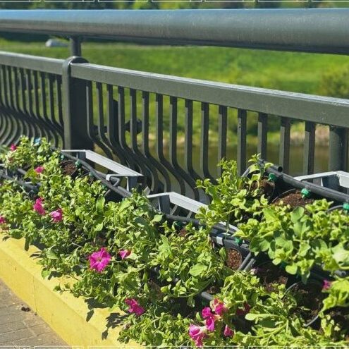 Главная пешеходная улица города украшена одиннадцатью изящными арками, увитыми живыми цветами. Эти цветочные порталы создают атмосферу праздника и уюта, приглашая на неспешные прогулки. Важно подчеркнуть, что для поддержания великолепия и свежести цветочных композиций в Гродно активно использовались современные системы автоматического полива. Это наглядный пример применения инновационных технологий в сфере городского хозяйства, позволяющий обеспечить эффективный и бережный уход за зелеными насаждениями. Праздничное оформление города к Новому году – это не только яркие огни и украшенные ели, но и логичное продолжение работ по благоустройству, которые велись в течение всего года. Новые световые инсталляции гармонично вписываются в обновленный облик улиц и площадей. Там, где летом появились новые скамейки и клумбы, теперь раскинулись сверкающие гирлянды и светящиеся фигуры. Главную пешеходную улицу города теперь украшают еловые арки и «звездное небо». Праздничные декорации подчеркивают красоту отреставрированных зданий и создают атмосферу волшебства, объединяя прошлое и настоящее города. Особое внимание уделено безопасности: все конструкции соответствуют современным стандартам, а иллюминация выполнена с применением энергосберегающих технологий. Гродно расцветает благодаря внедрению инновационных решений в городском благоустройстве. Мы уверены, что с каждым годом наш город будет становиться все более современным, уютным и комфортным для жизни.