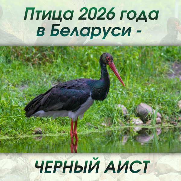 птица года в Беларуси. Черный аист