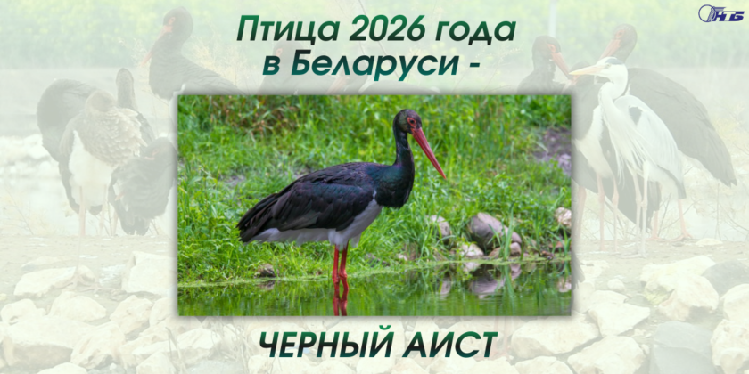 птица года в Беларуси. Черный аист